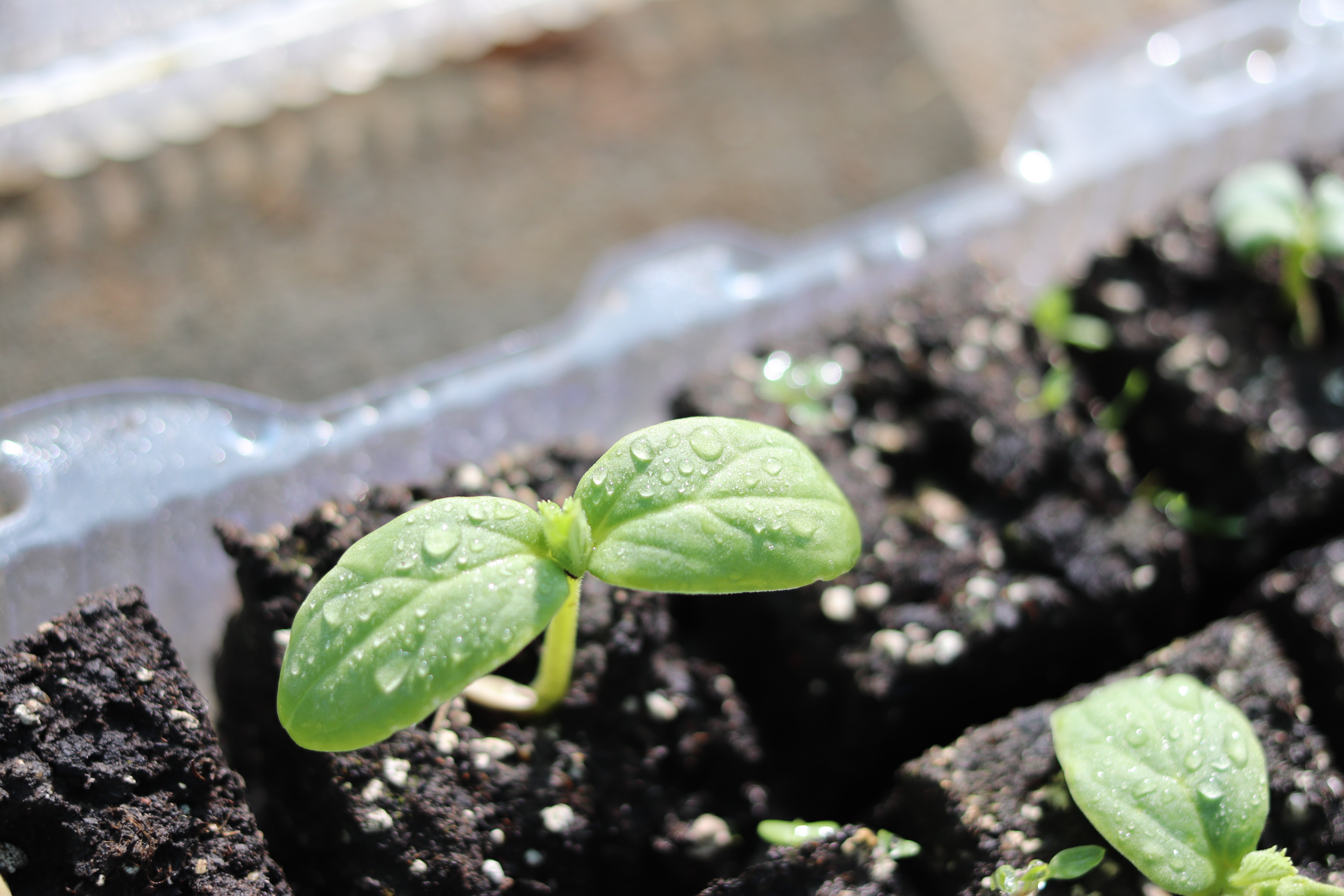 Suelo y plantas en BioFarmLab